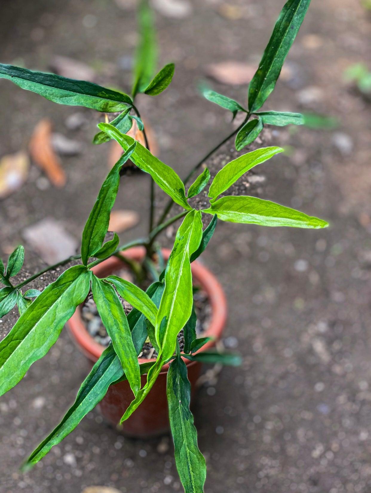 Syngonium variegated - Indonesia Plant