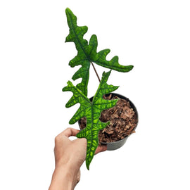 10" Alocasia Jacklyn - Indonesia Plant
