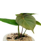 7” Anthurium King of Spades - Indonesia Plant