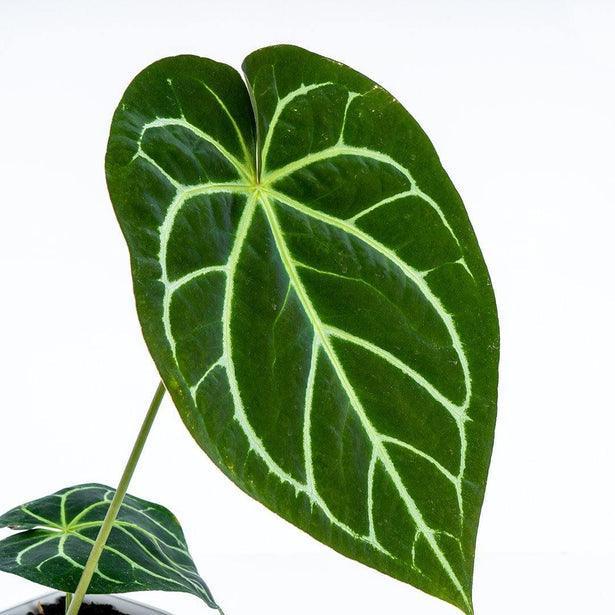 12” Anthurium Magnificum - Indonesia Plant