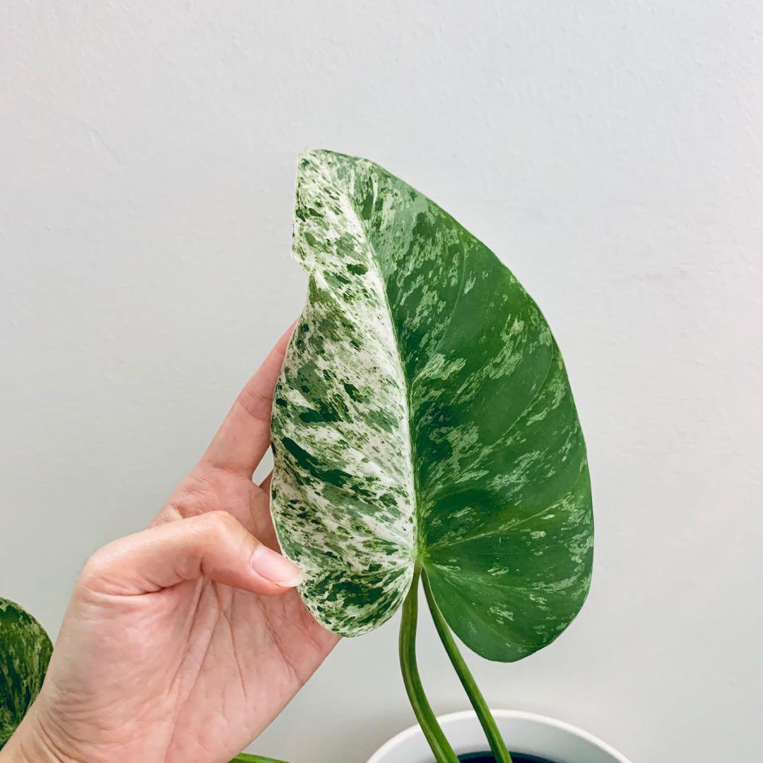11” Philodendron Giganteum Variegated - Indonesia Plant