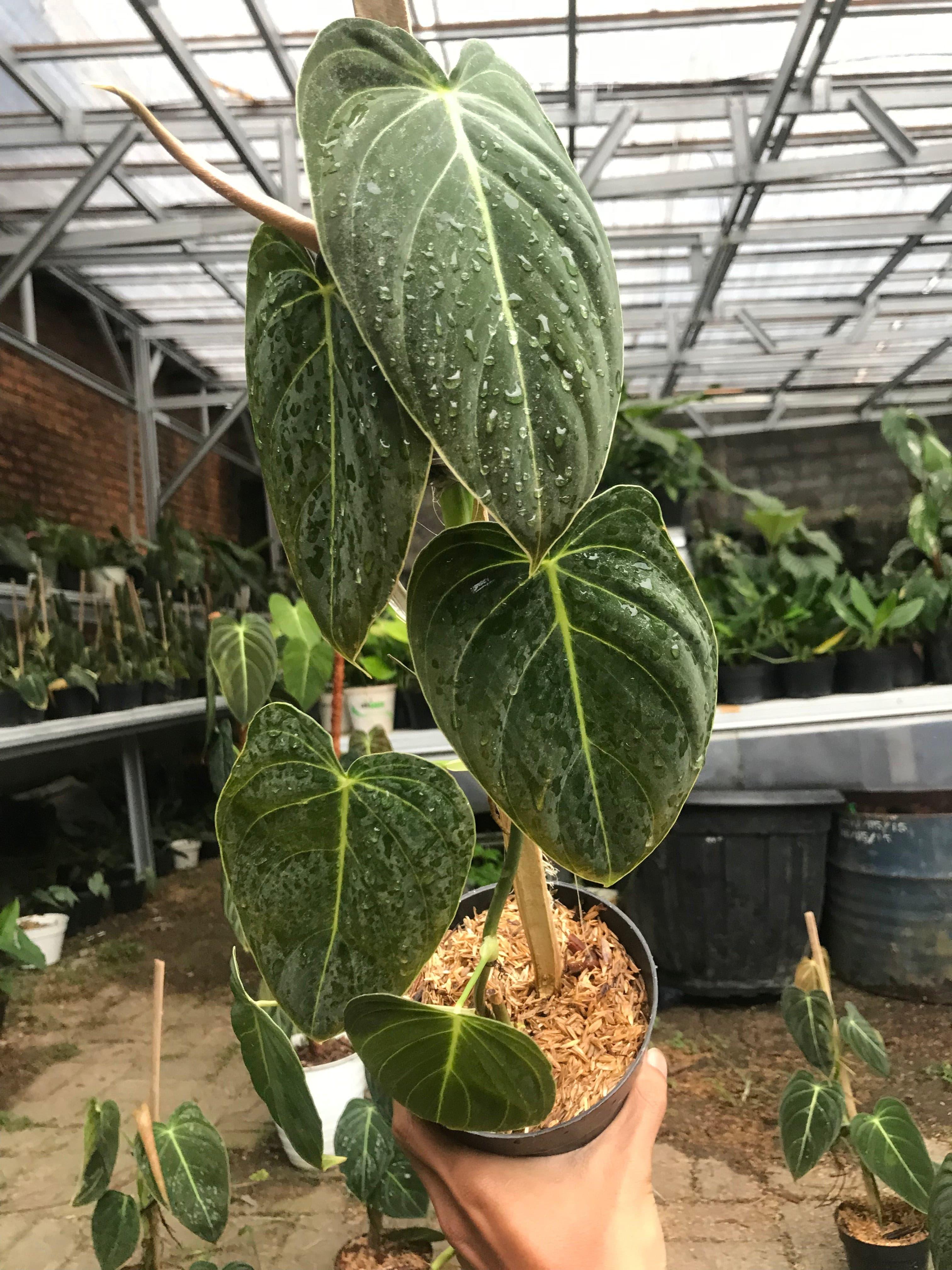 9” Philodendron Melanochrysum - Indonesia Plant