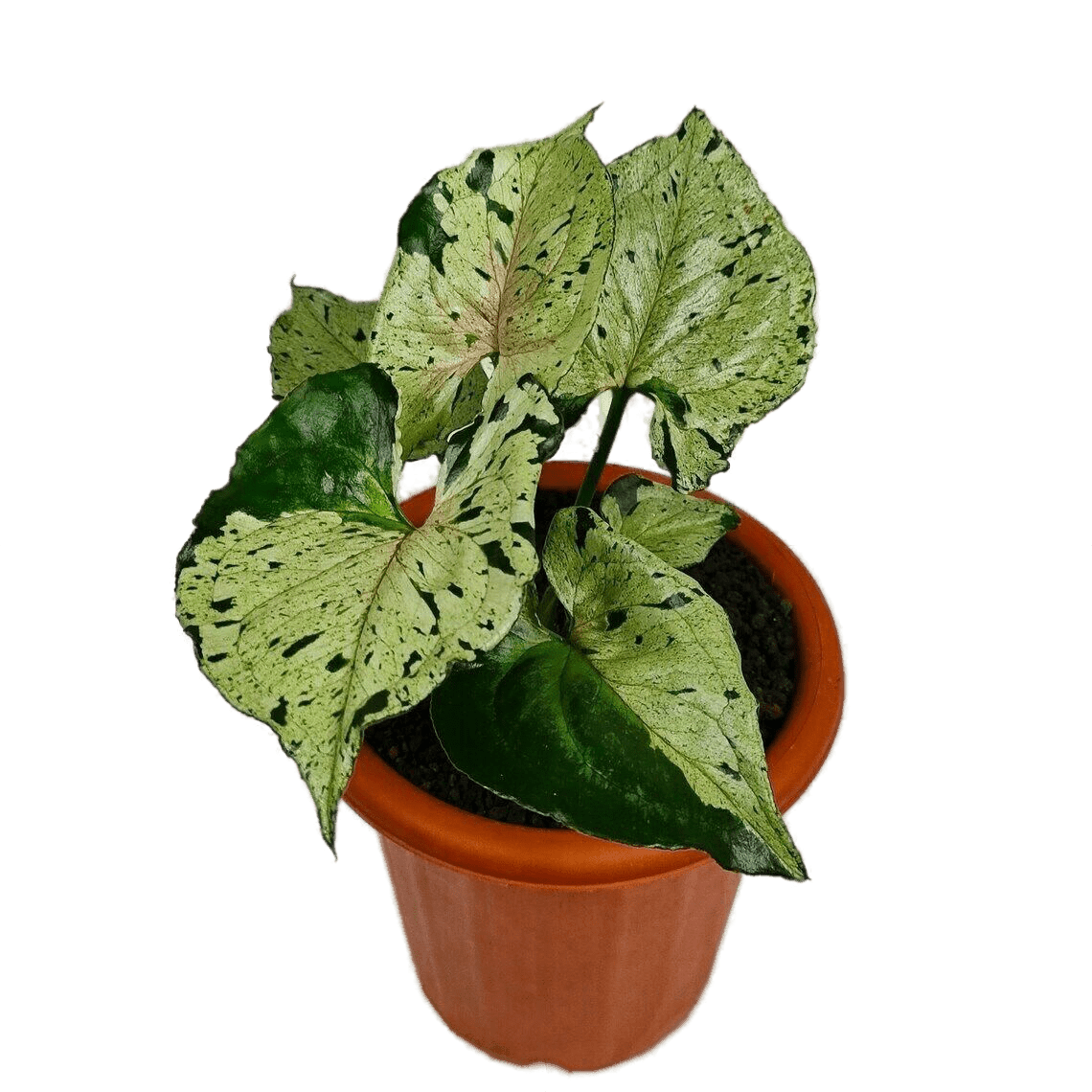 Syngonium Green Splash - indonesiaplantusa
