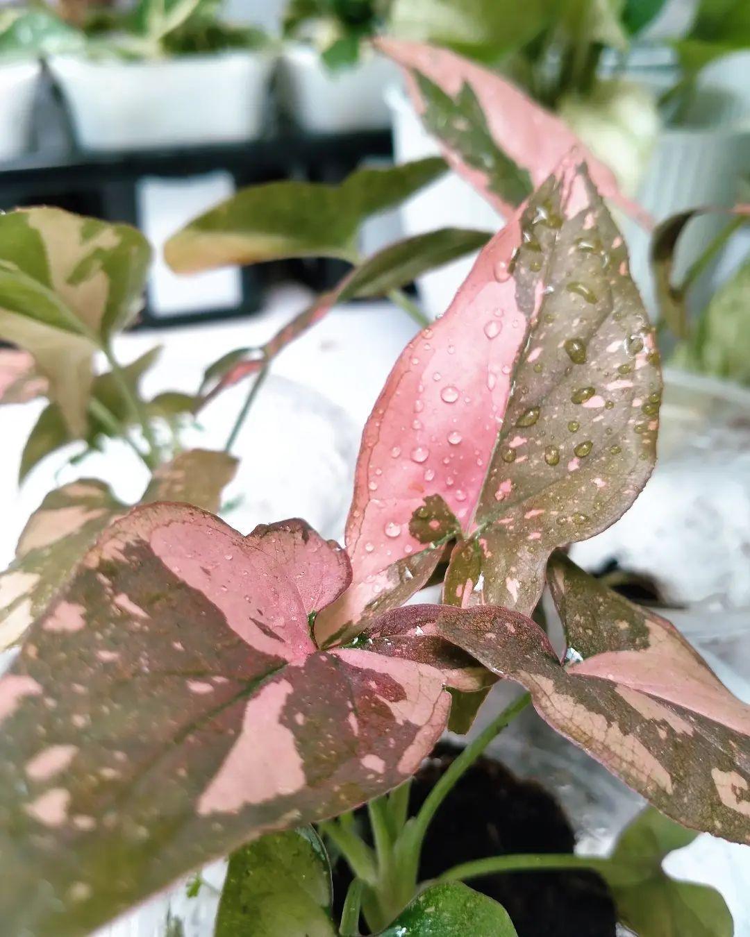 9” Syngonium Pink Splash - Indonesia Plant