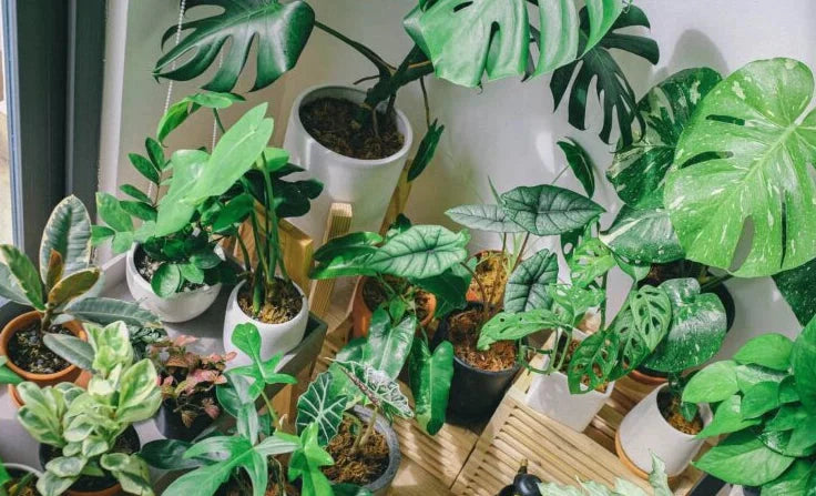 8 Most Popular Types of Monstera Plants - Indonesia Plant