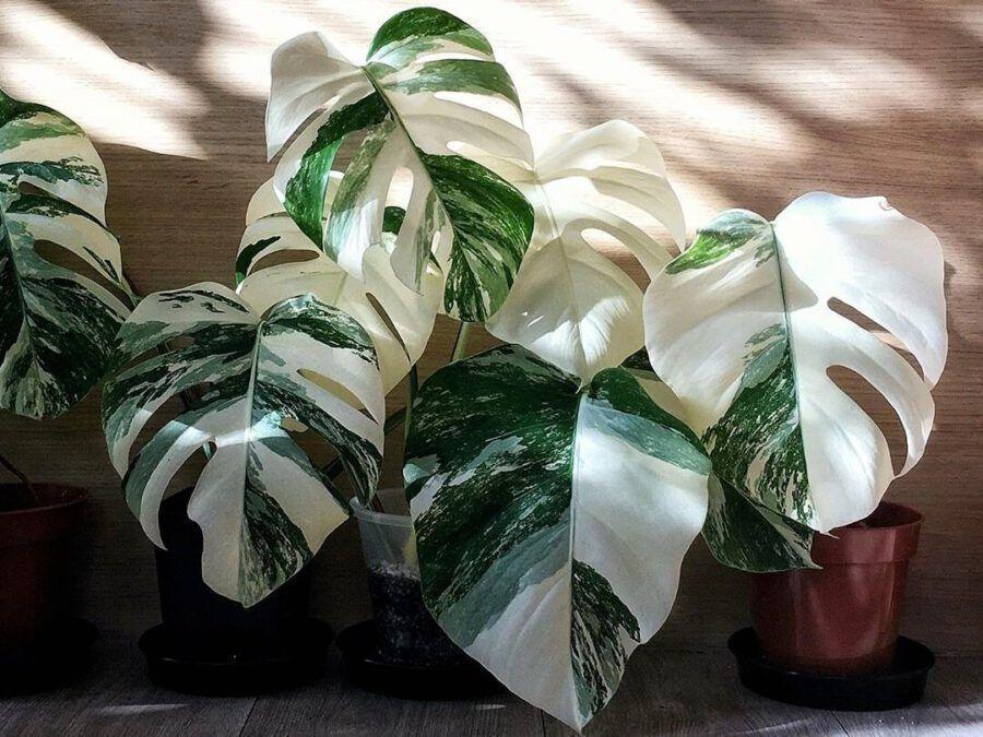 Get to know Monstera Variegata: Called the Most Expensive Plant in the World, Let's Listen! - Indonesia Plant