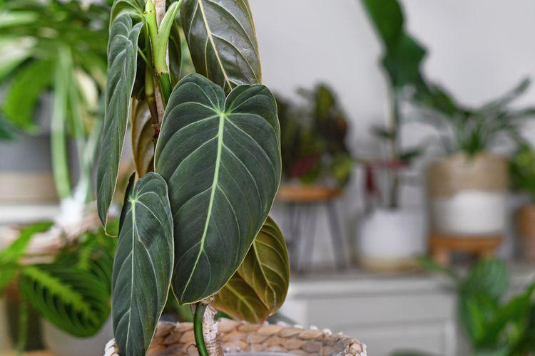 How to Overcome Black and Burning Philodendron Leaves - Indonesia Plant