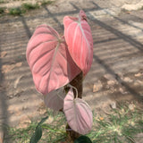 Philodendron Pink Melanochrysum