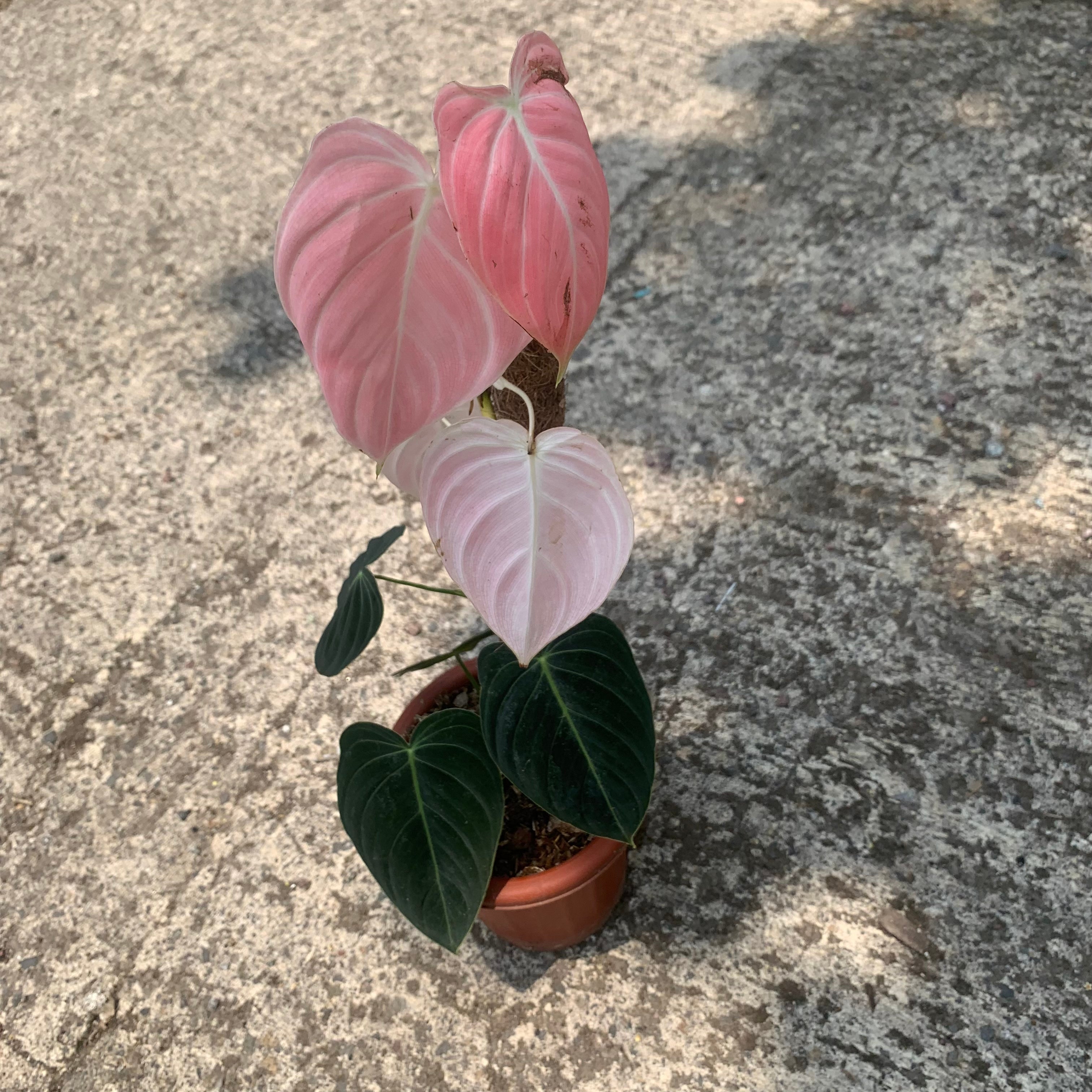 Philodendron Pink Melanochrysum