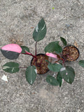 Philodendron pink princess - live sale 132