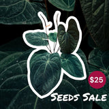 Seeds Anthurium B'son