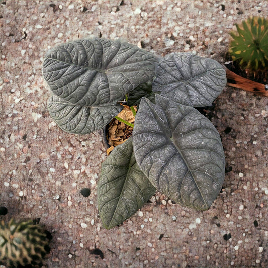Alocasia maharani - Indonesia Plant