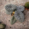 Alocasia maharani - Indonesia Plant