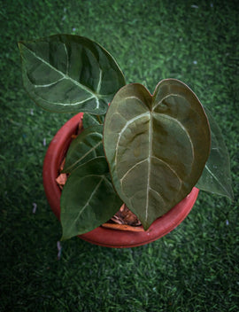 Anthurium ace of spades x forgeti - Indonesia Plant