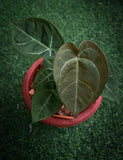 Anthurium ace of spades x forgeti - Indonesia Plant