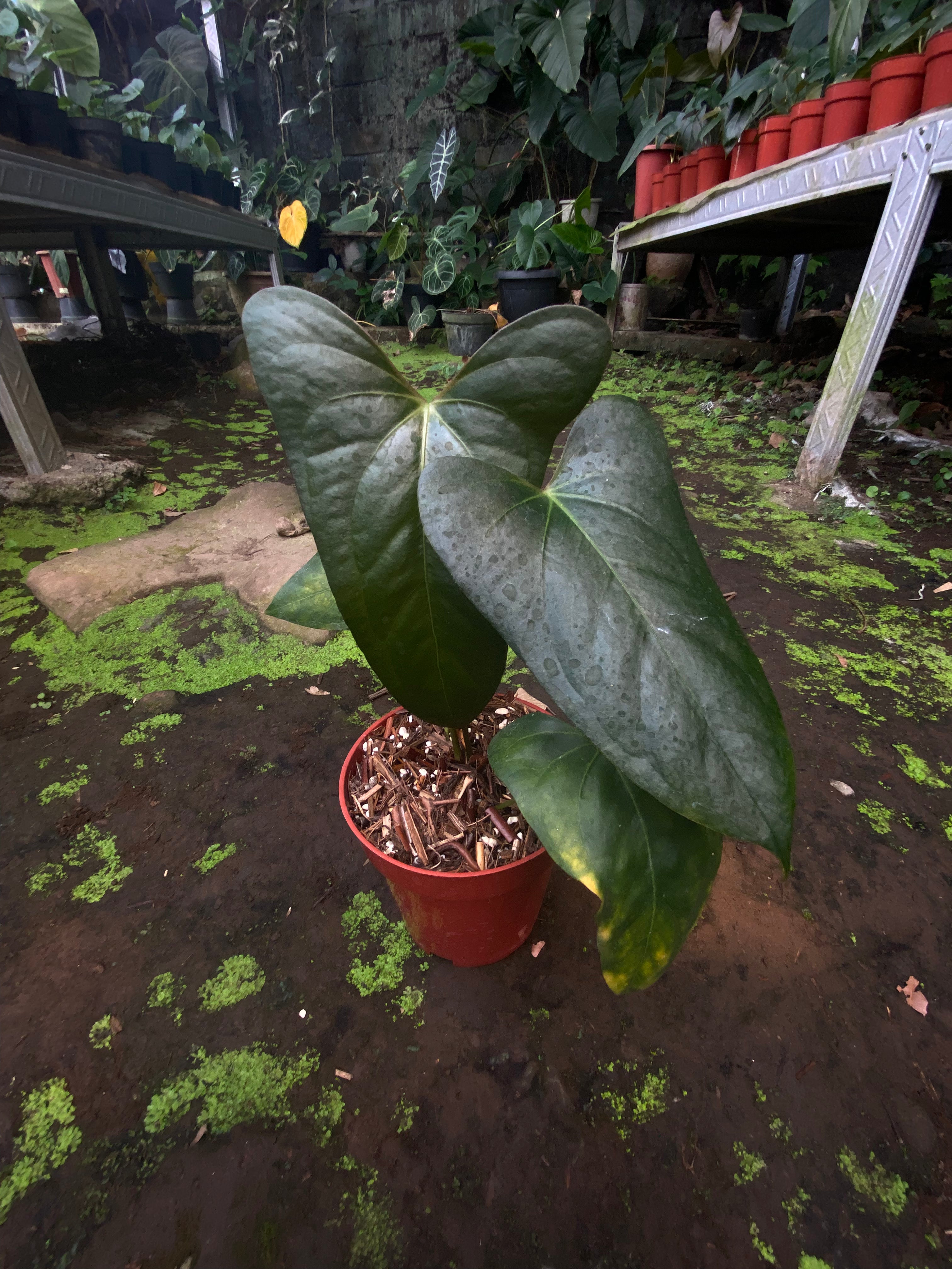Anthurium Black Sweet - Indonesia Plant