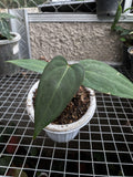 Anthurium blue papillilaminum - live sale 122 - Indonesia Plant
