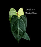 Anthurium Dark Mama - Indonesia Plant