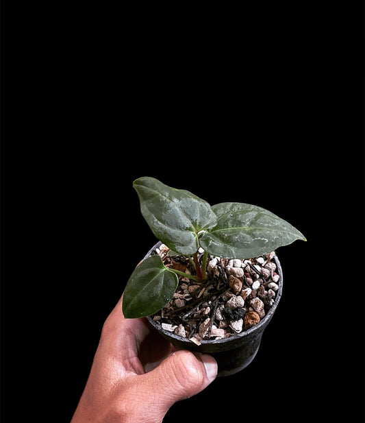 Anthurium dark phoenix ( Seed ) - Indonesia Plant
