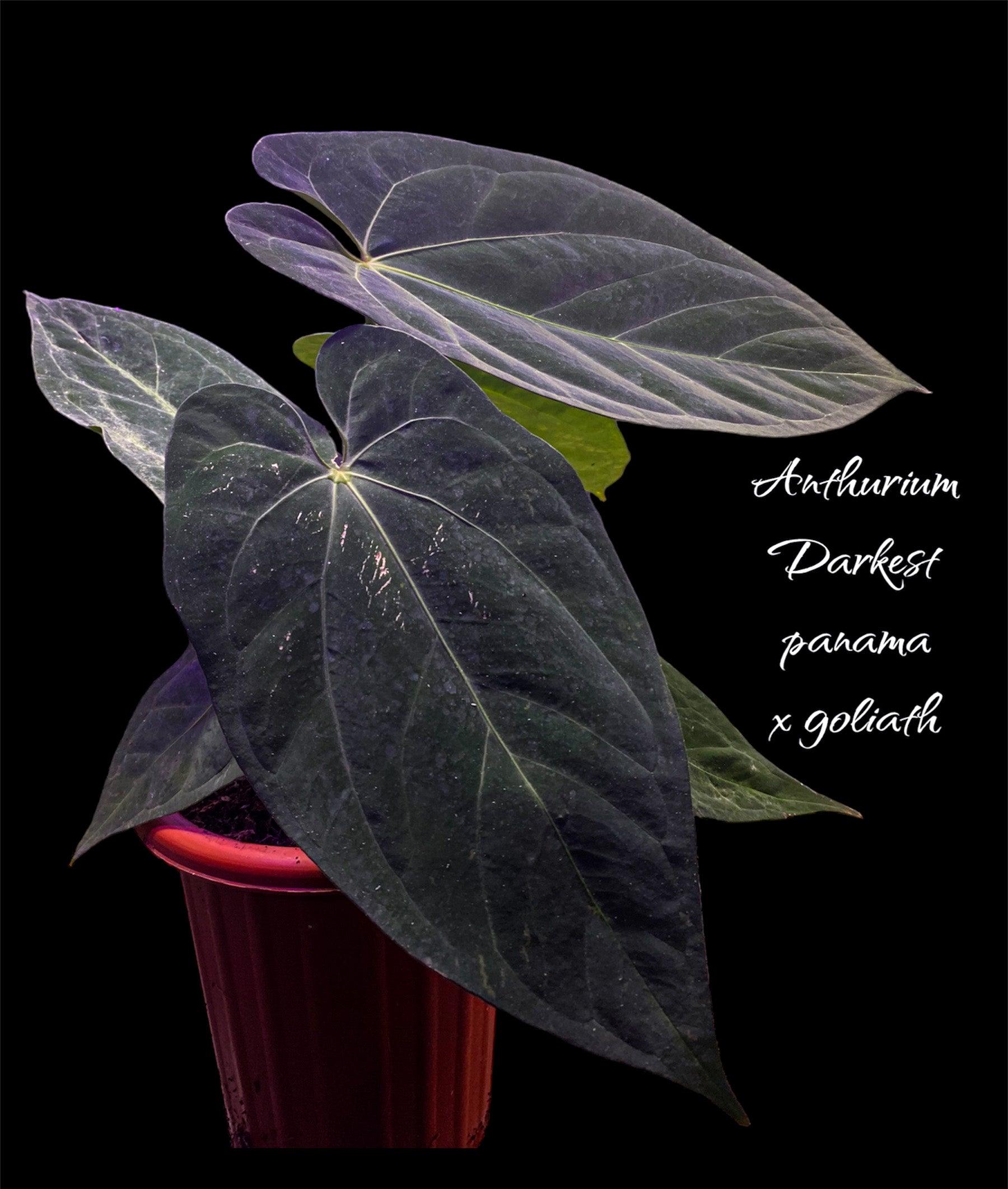 Anthurium darkest x - live sale 20 - Indonesia Plant