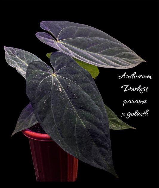 Anthurium darkest x - live sale 20 - Indonesia Plant