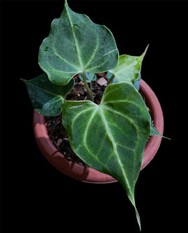 Anthurium delta force mutation - Indonesia Plant