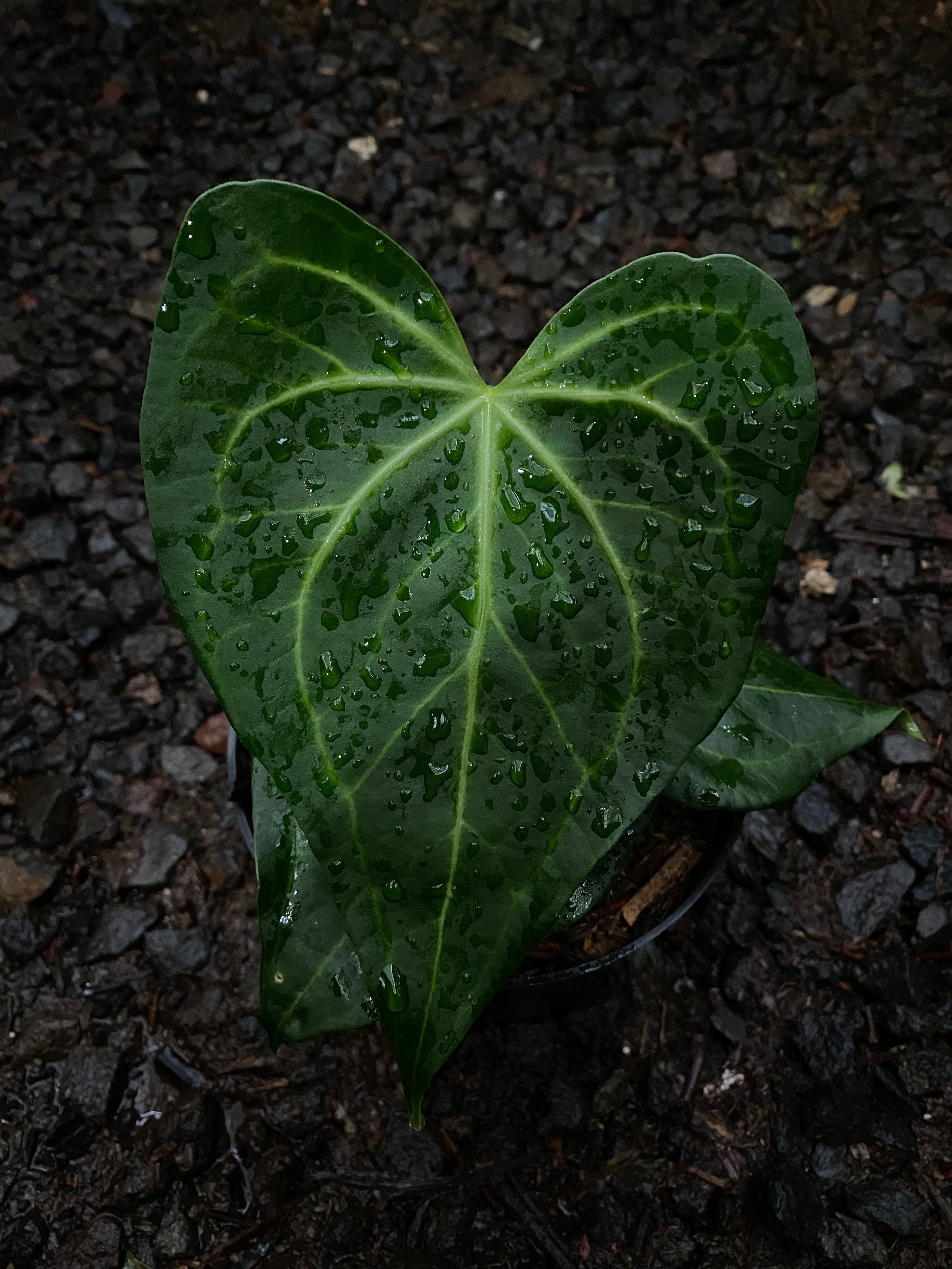Anthurium delta force x clarinervium - Indonesia Plant