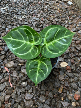 Anthurium dorayaki x ace of spades - Indonesia Plant