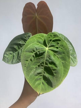 Anthurium Dressleri - Indonesia Plant