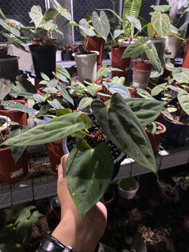 Anthurium fortsherman - Indonesia Plant