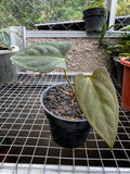 Anthurium fortsherman - live sale 103 - Indonesia Plant
