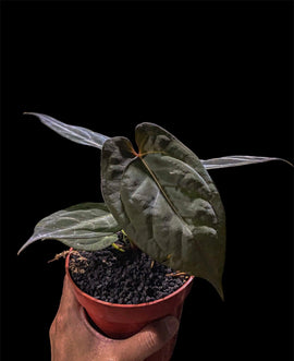 Anthurium fortsherman - live sale 8 - Indonesia Plant