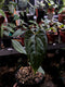 Anthurium fortsherman x red stem - Indonesia Plant