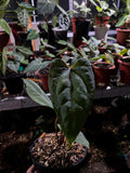Anthurium fortsherman x red stem - Indonesia Plant