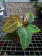 Anthurium hoffmani red sinus - live sale 102 - Indonesia Plant