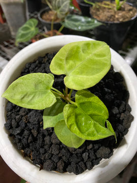 Anthurium hoffmani variegated mint - Indonesia Plant