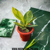 Anthurium jemani variegated - Indonesia Plant