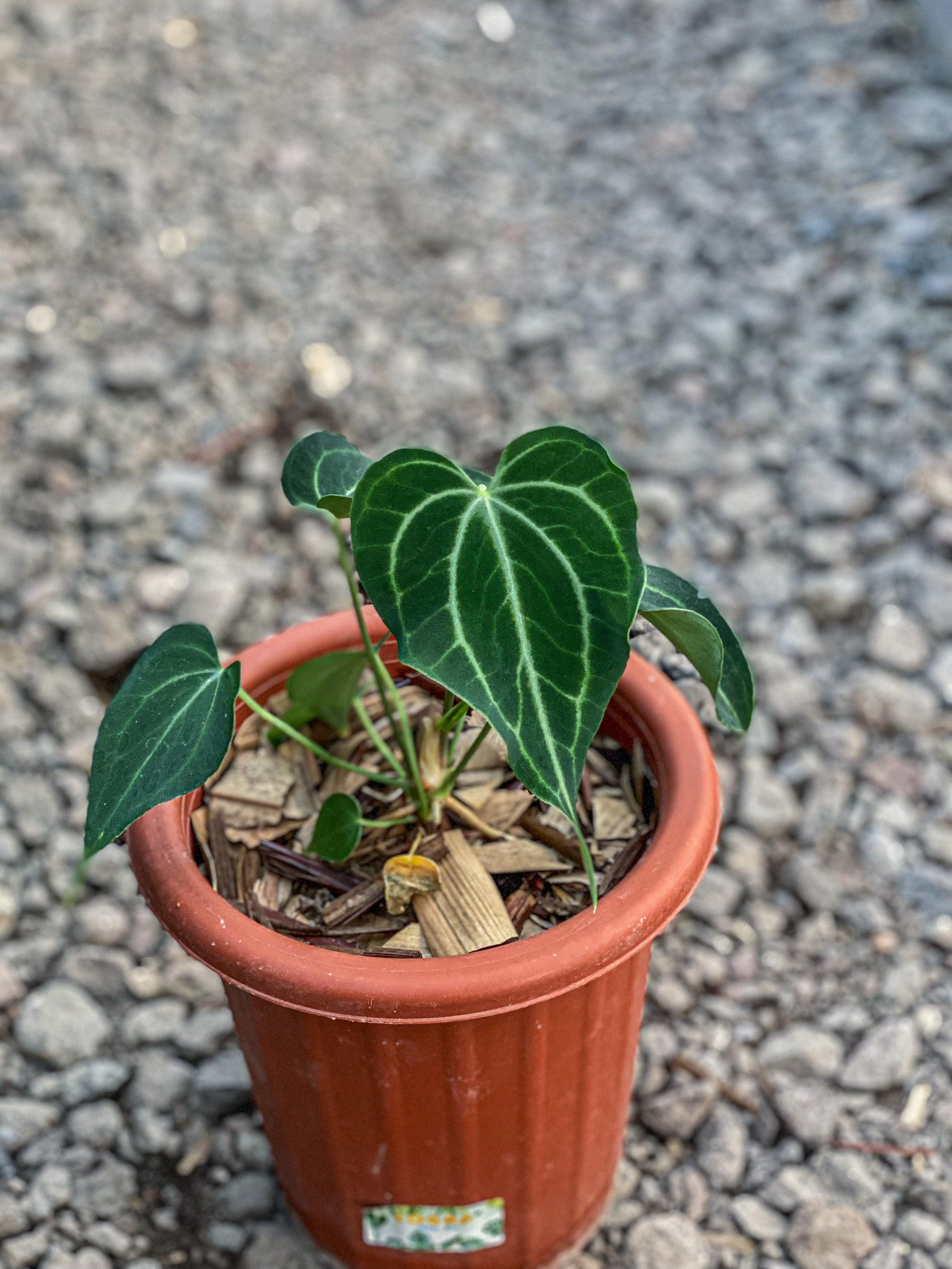 Anthurium king of clarinervium - Indonesia Plant