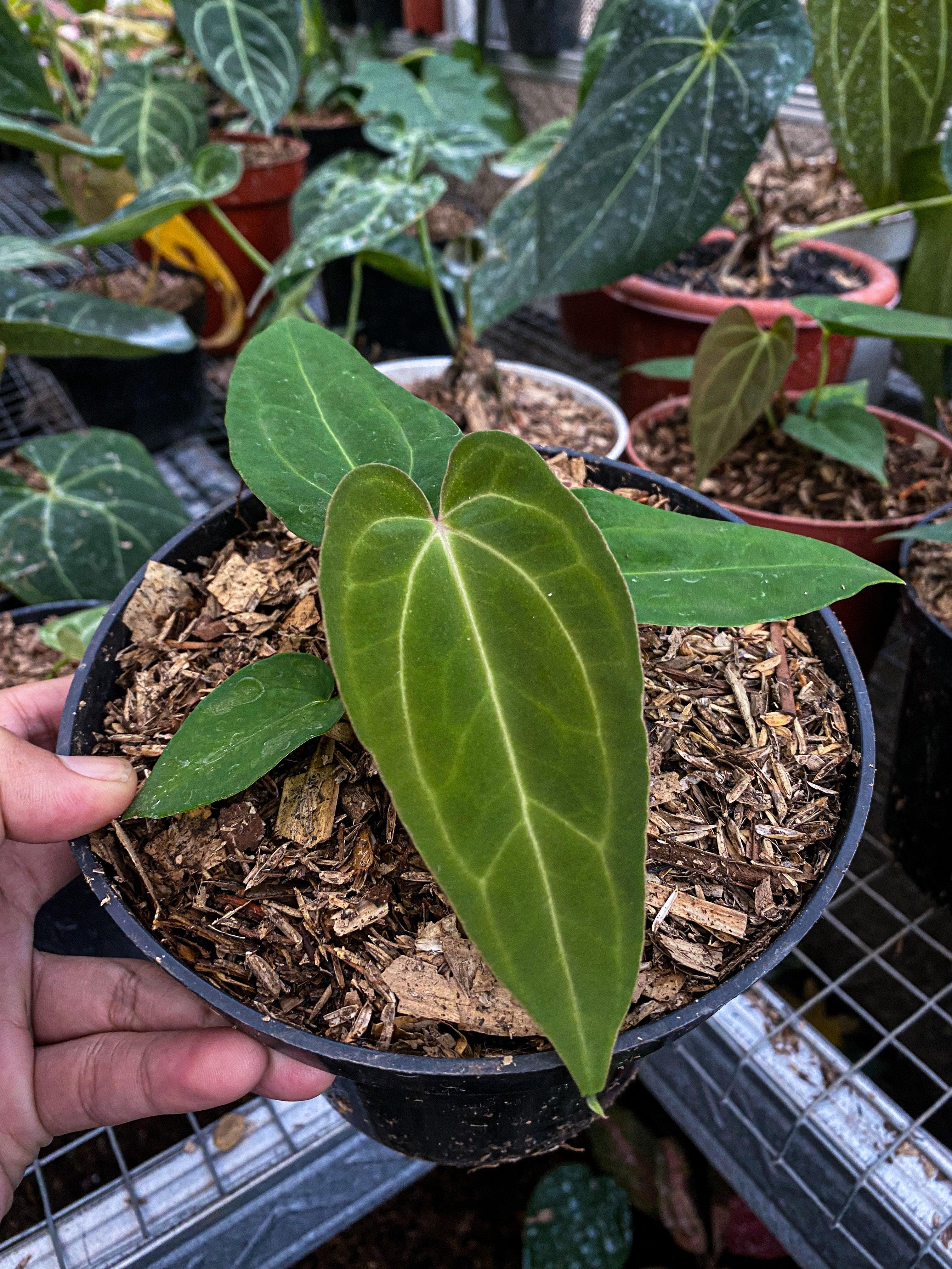 Anthurium legendaris - Indonesia Plant