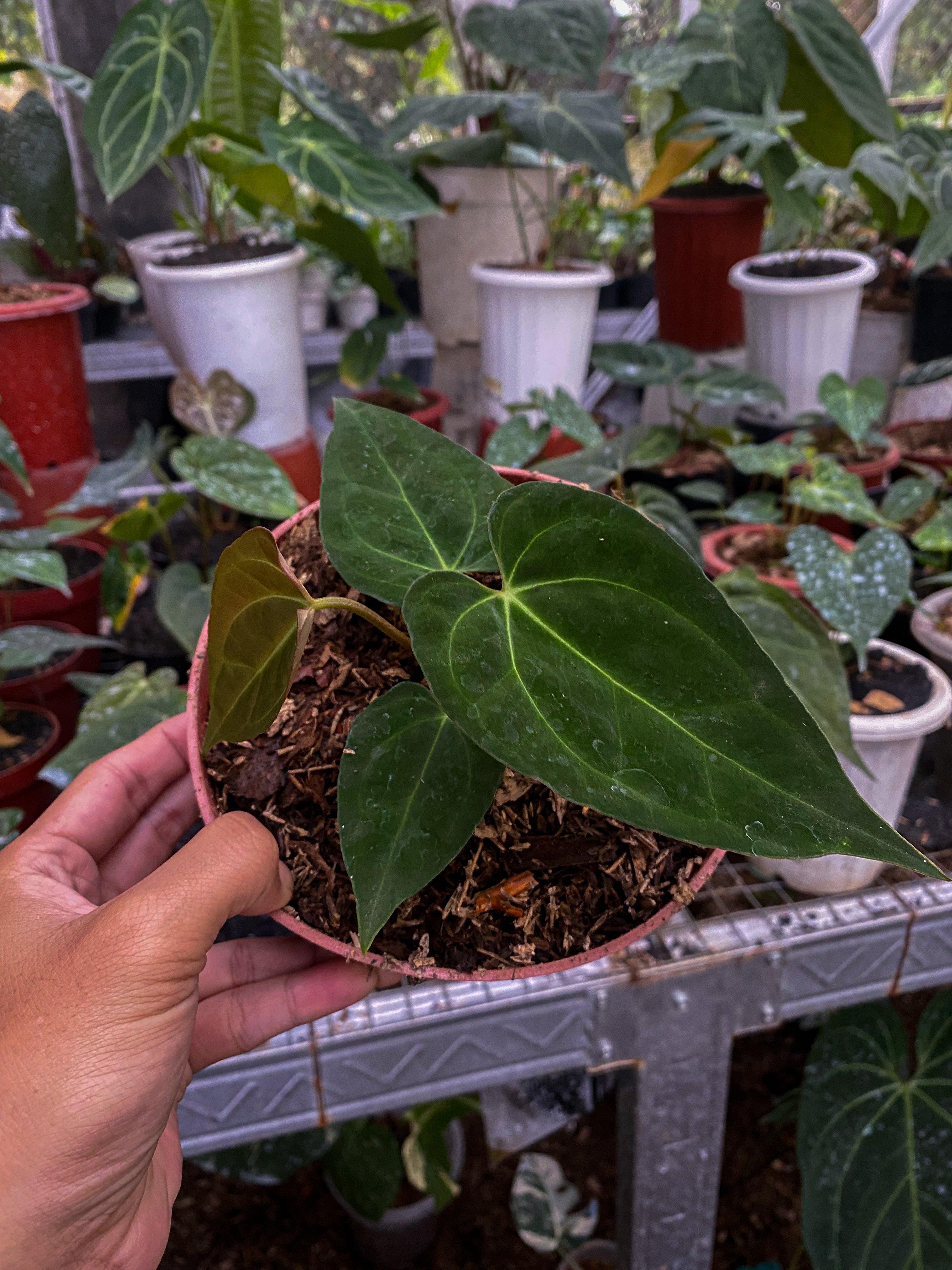 Anthurium legendaris - Indonesia Plant