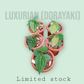 Anthurium luxurian x dorayaki - Indonesia Plant