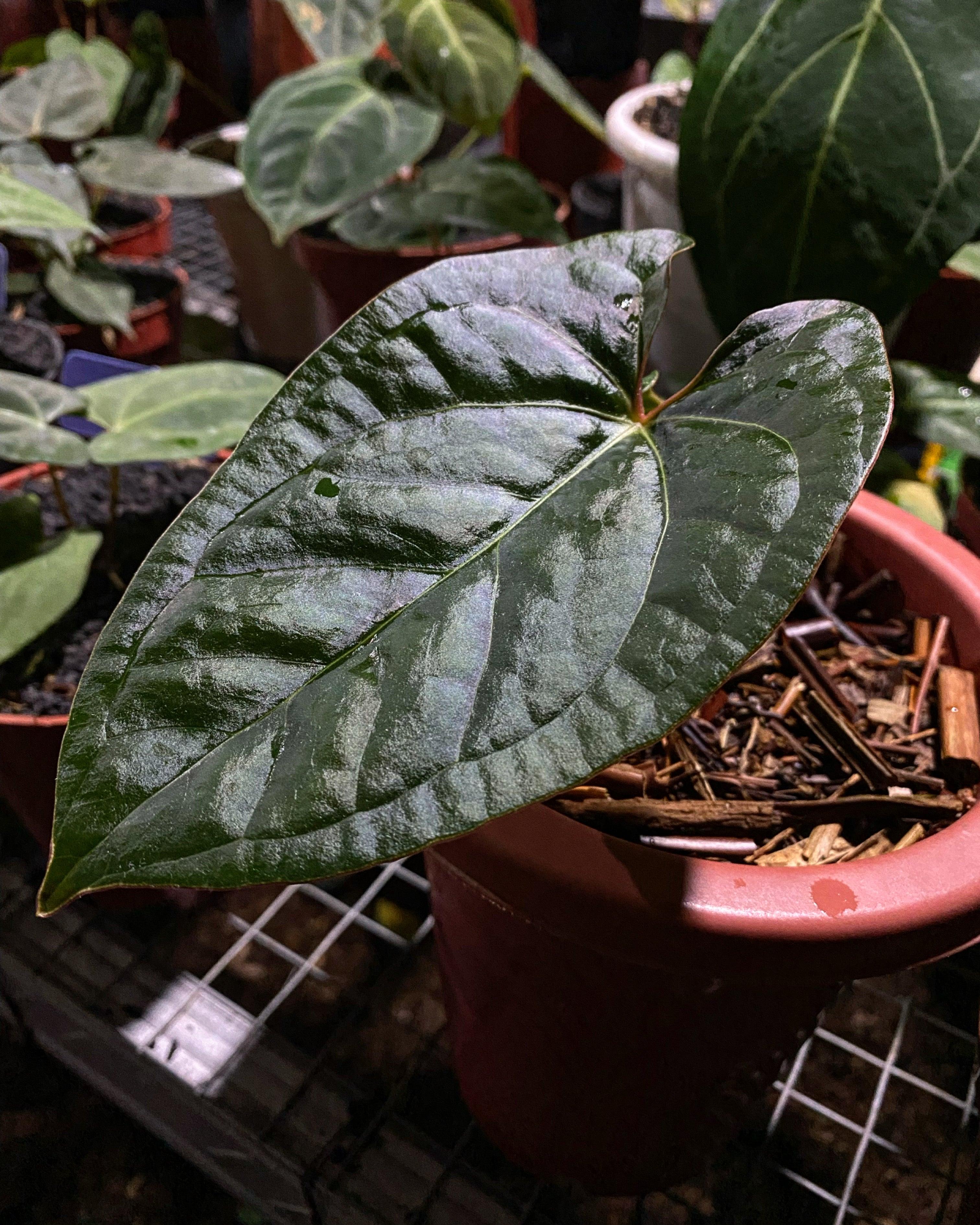 Anthurium Luxurians - Indonesia Plant