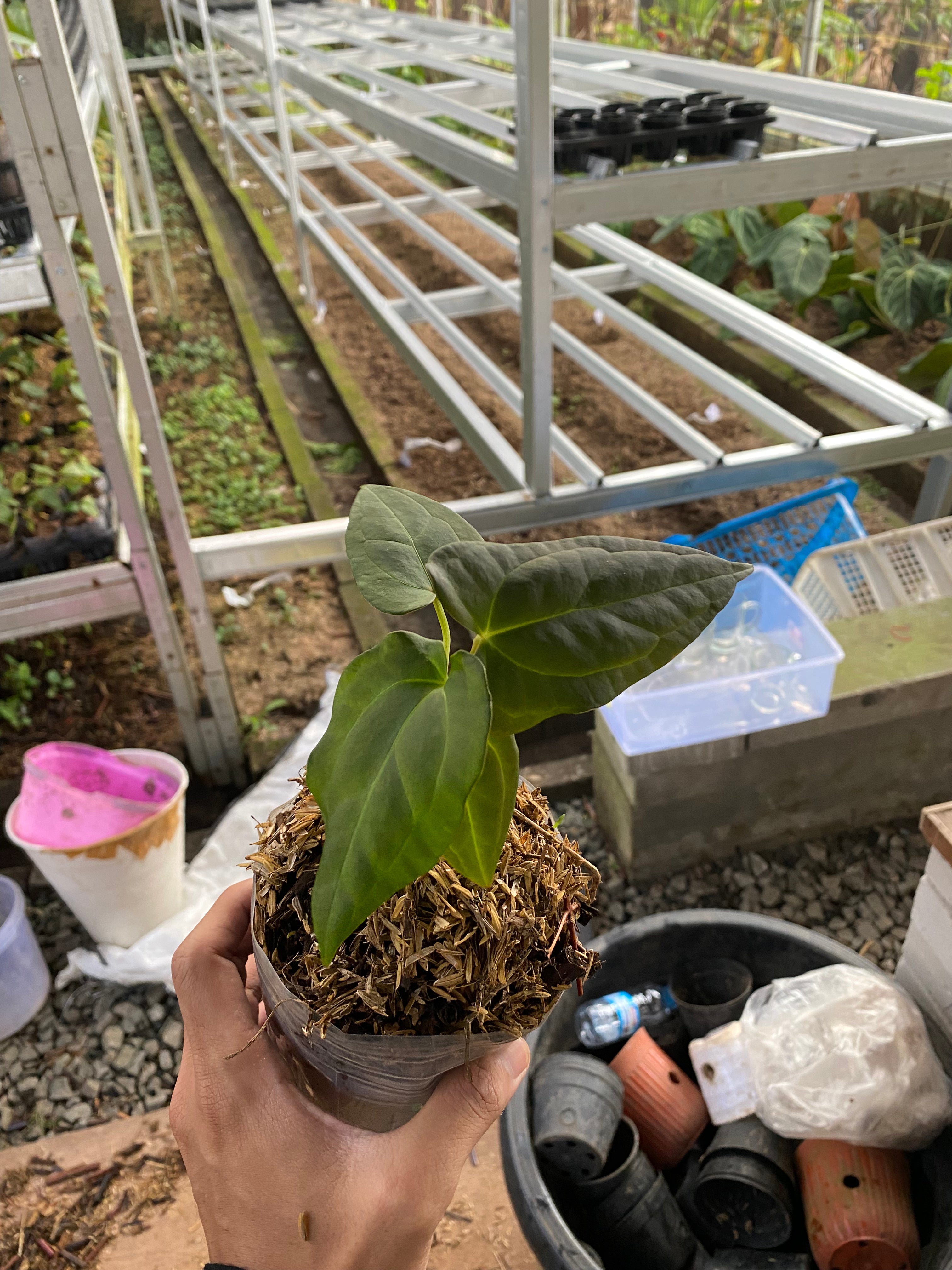 Anthurium papillilaminum blue oceana - Indonesia Plant
