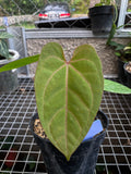 Anthurium papillilaminum red stem x luxurian - live sale 108 - Indonesia Plant