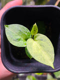 Anthurium papillilaminum variegated - Indonesia Plant