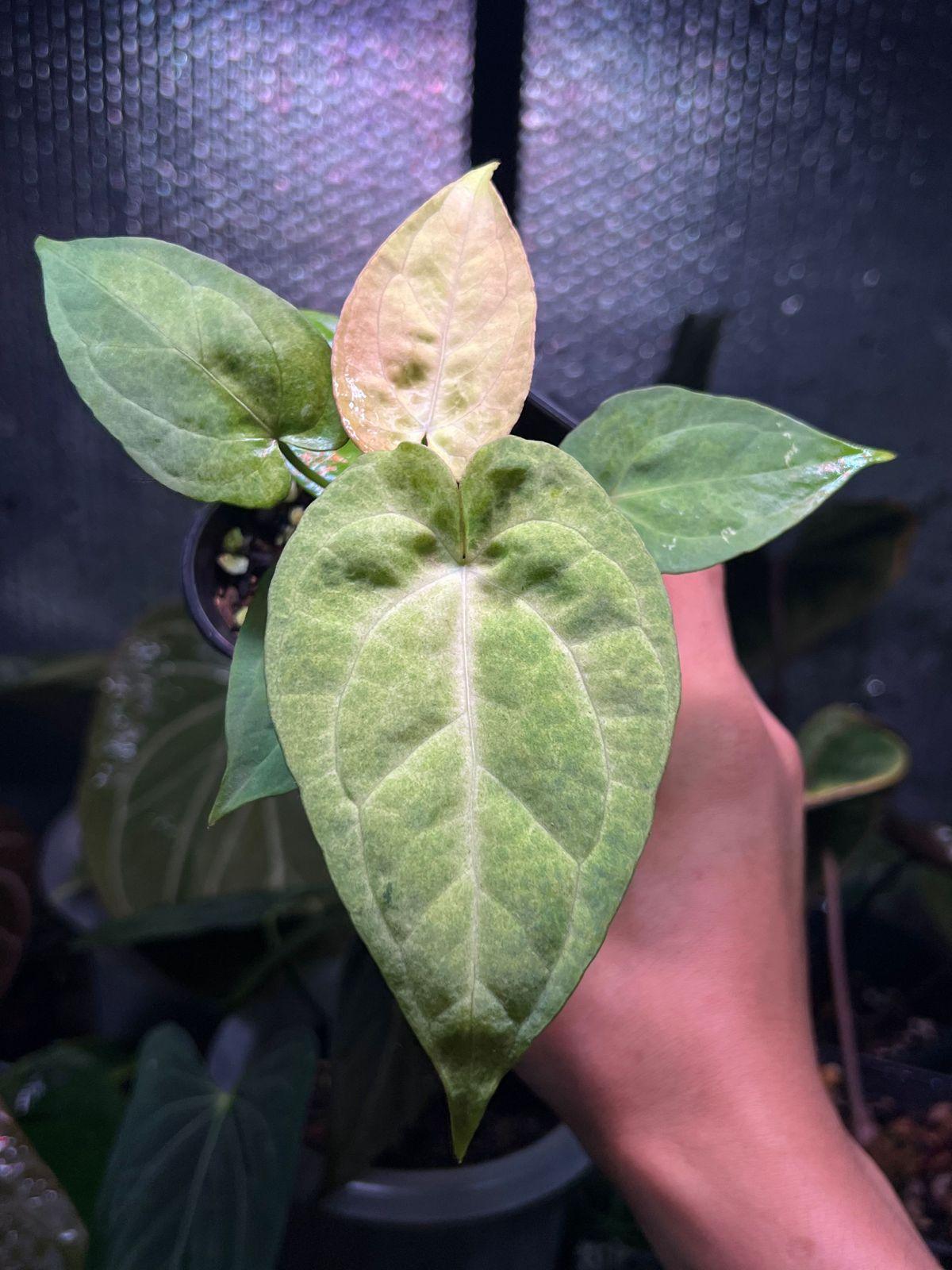 Anthurium papillilaminum variegated - Indonesia Plant