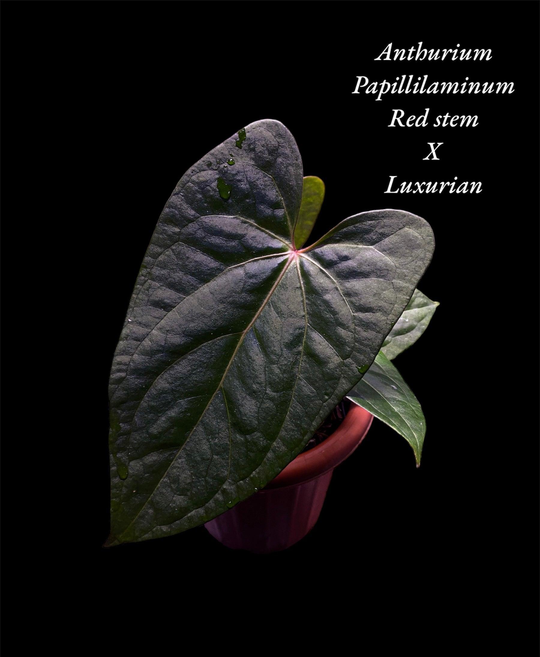 Anthurium papillilaminum x Luxurian - Indonesia Plant
