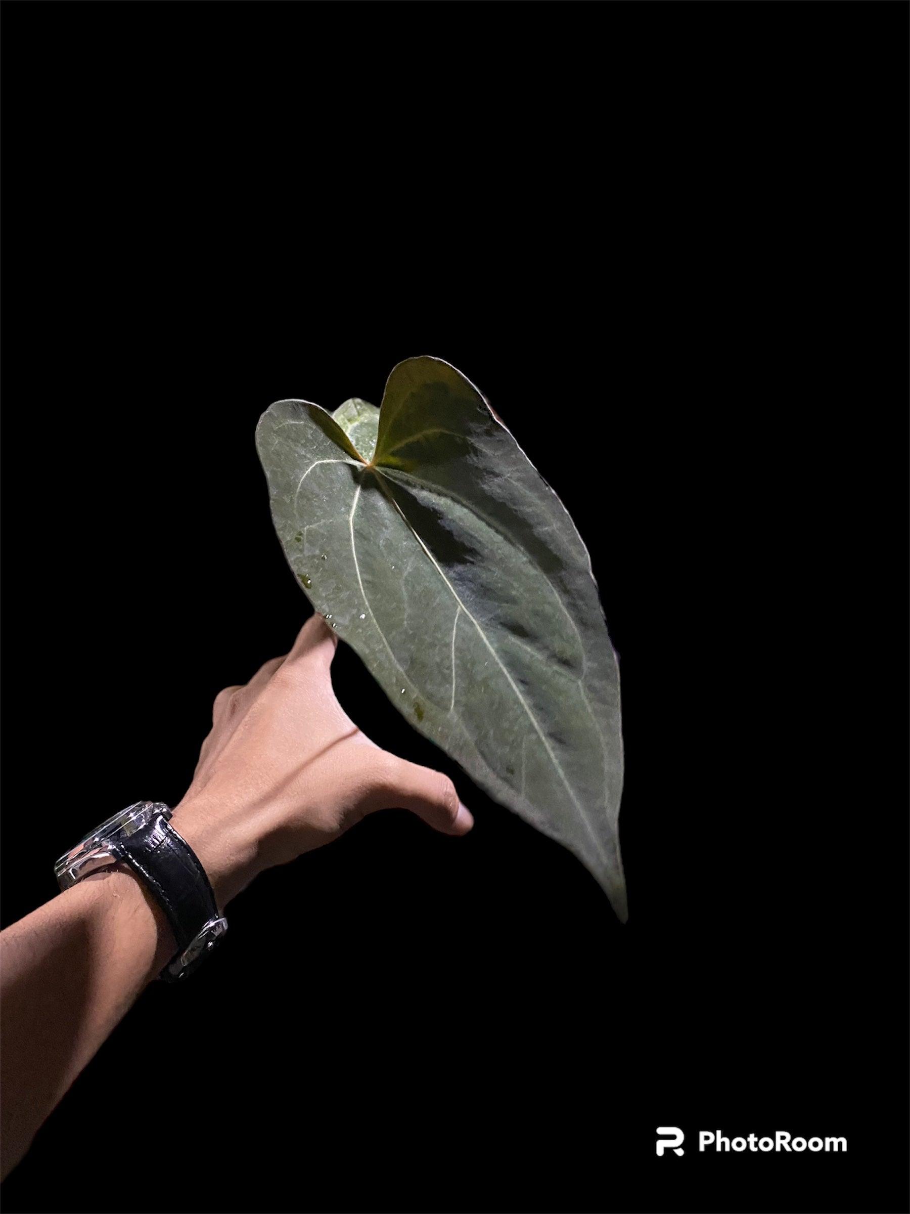 Anthurium papillilaminum x one - Indonesia Plant