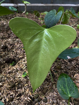 Anthurium Portilae - Indonesia Plant