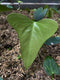 Anthurium Portilae - Indonesia Plant